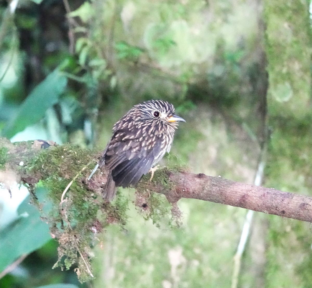 White-chested Puffbird - ML613060795