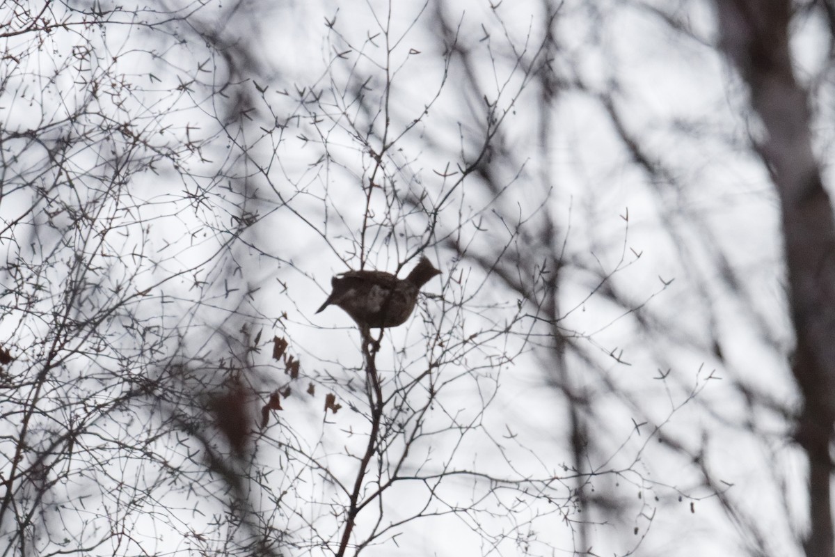 Ruffed Grouse - ML613060804