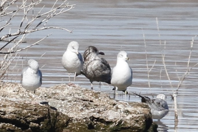 Lesser Black-backed Gull - ML613060855