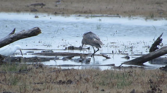 Reddish Egret - ML613060873