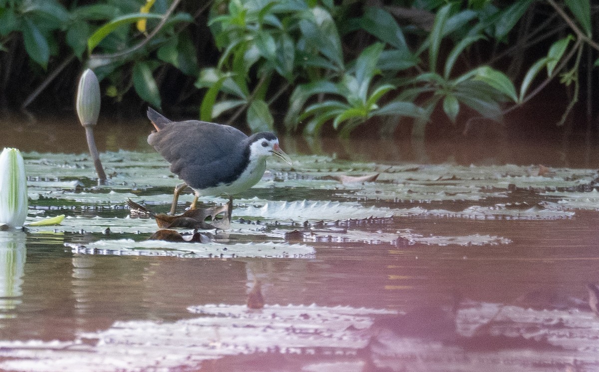 White-breasted Waterhen - ML613060888