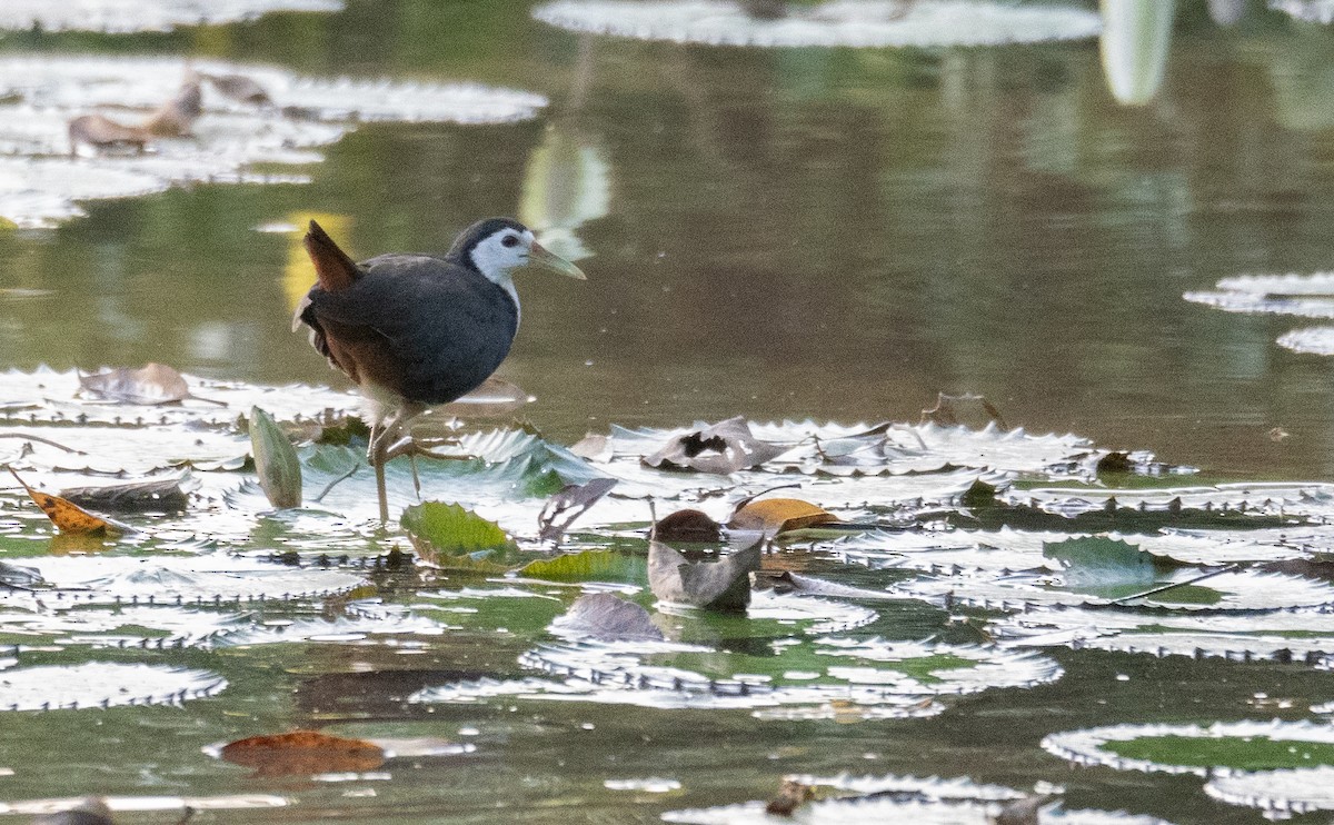 White-breasted Waterhen - ML613060889