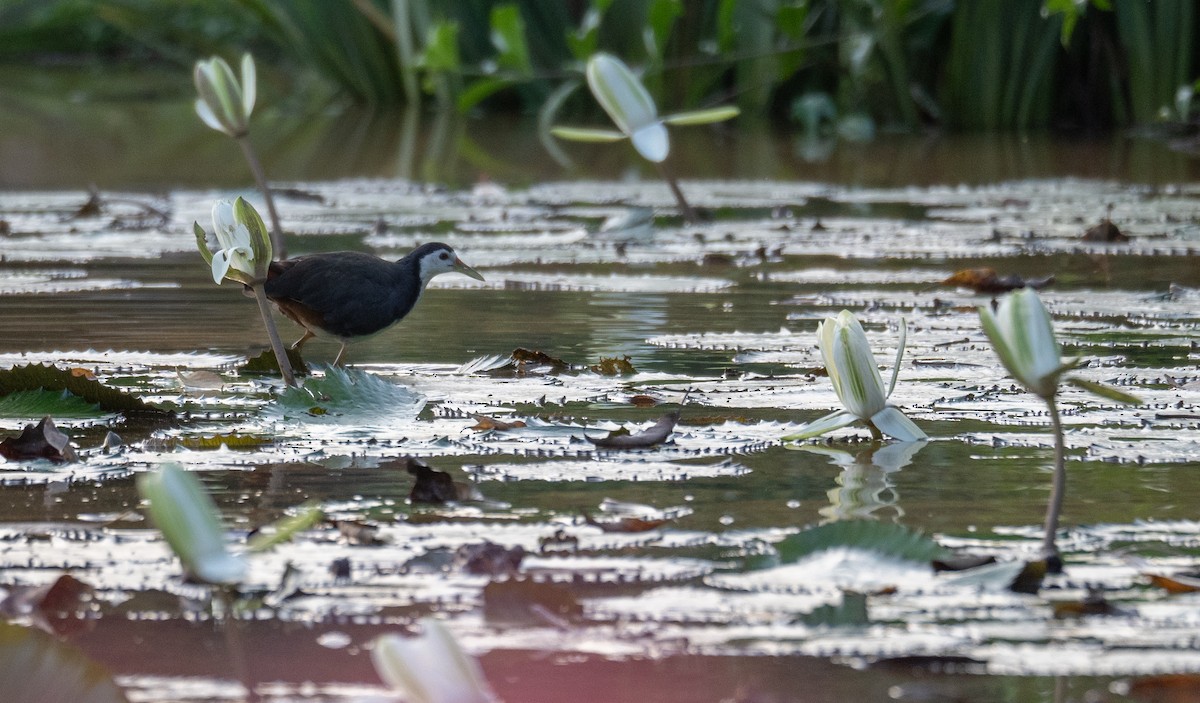 White-breasted Waterhen - ML613060890