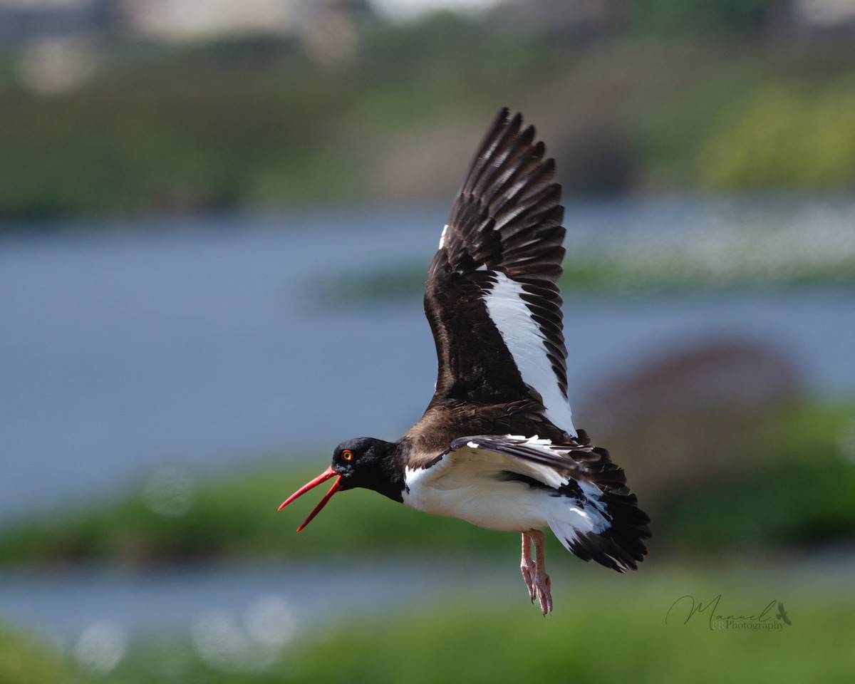 American Oystercatcher - ML613060891