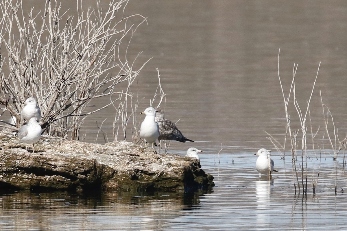 Lesser Black-backed Gull - Keith D Kamper