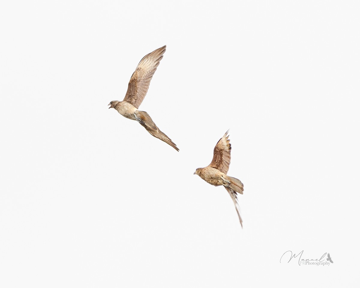 Chimango Caracara - Manuel Pinochet Rojas