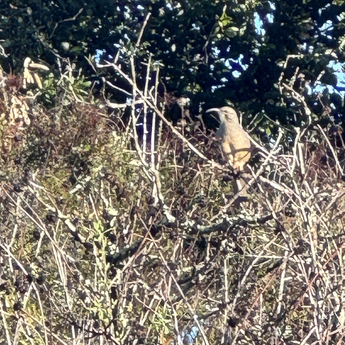 California Thrasher - ML613060955