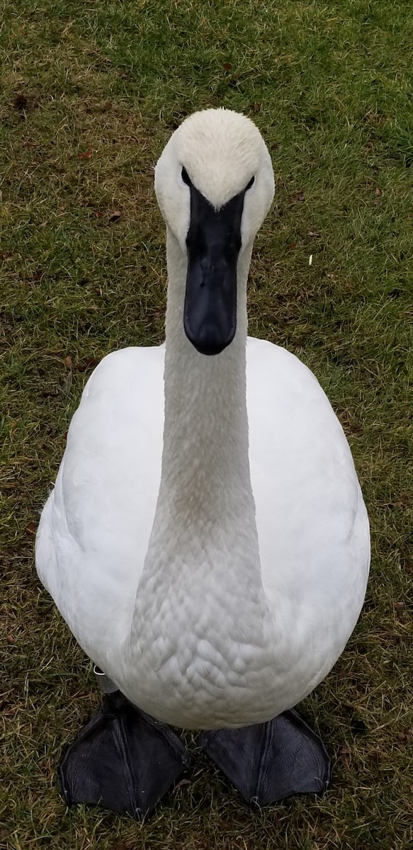 Trumpeter Swan - Tim Hughes