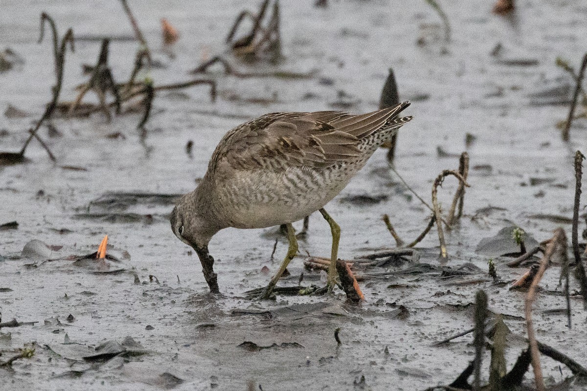 Long-billed Dowitcher - ML613061020