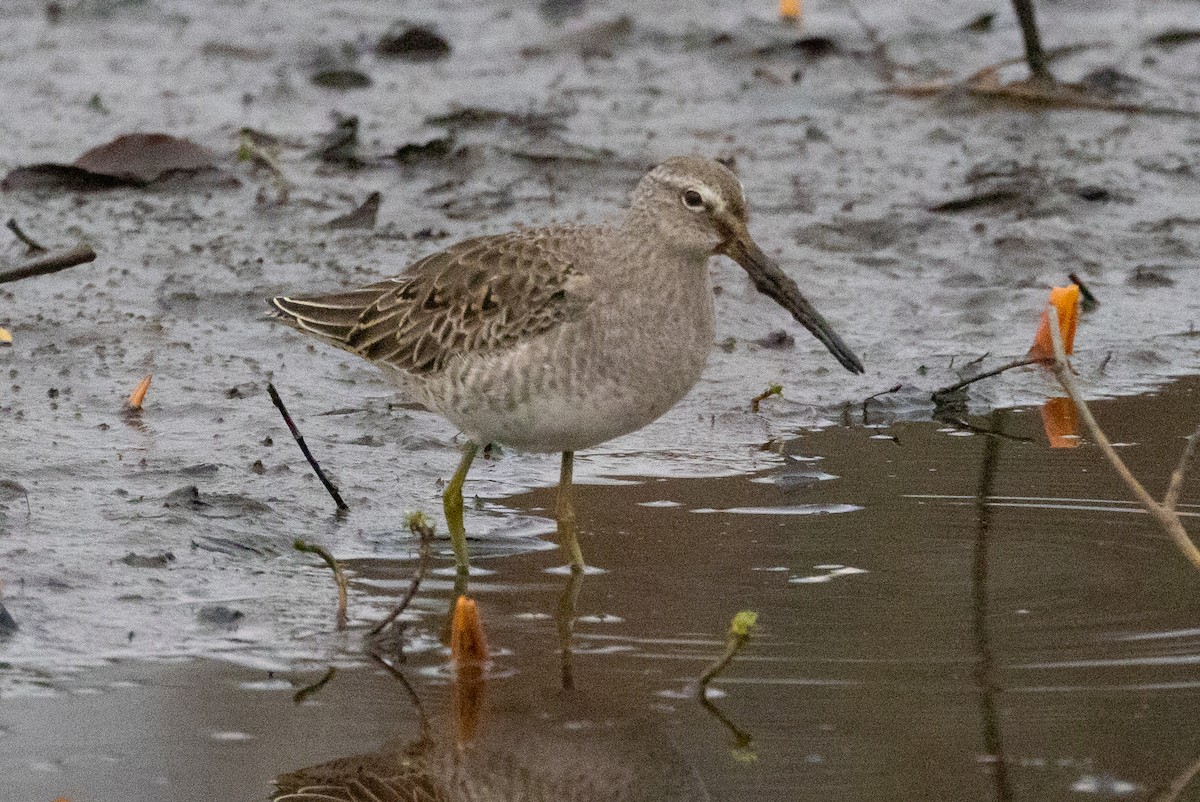 Long-billed Dowitcher - ML613061021