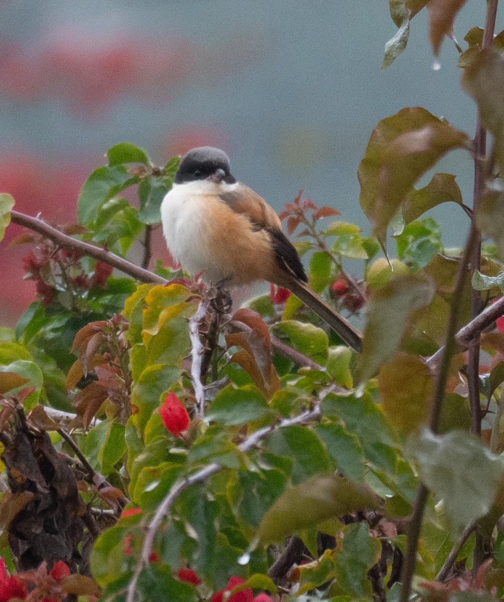 Long-tailed Shrike - ML613061094