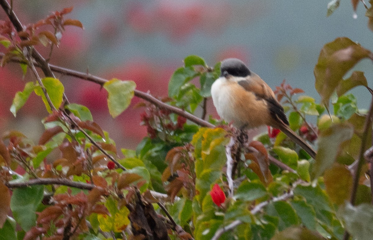 Long-tailed Shrike - ML613061095