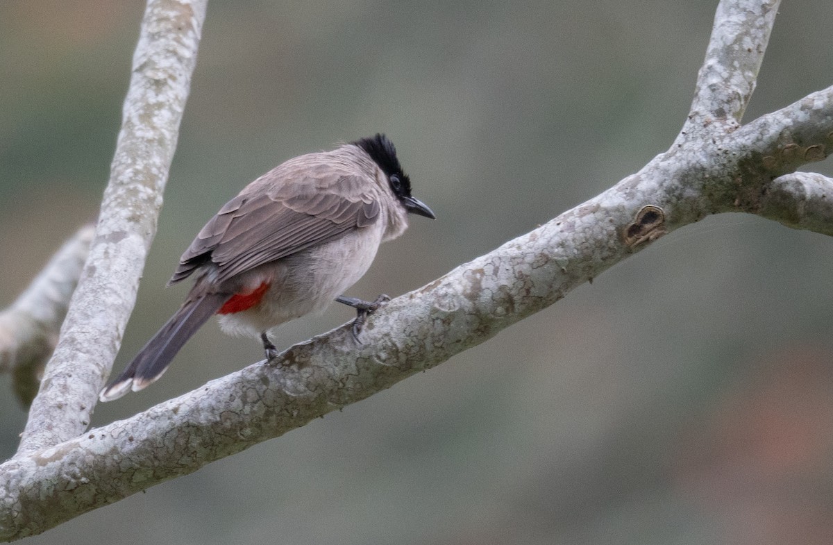 Bulbul cul-d'or - ML613061114