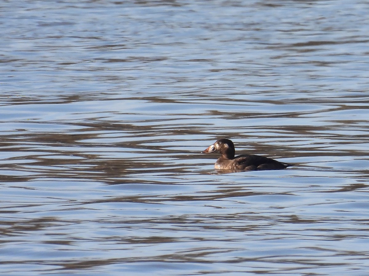 Surf Scoter - ML613061135