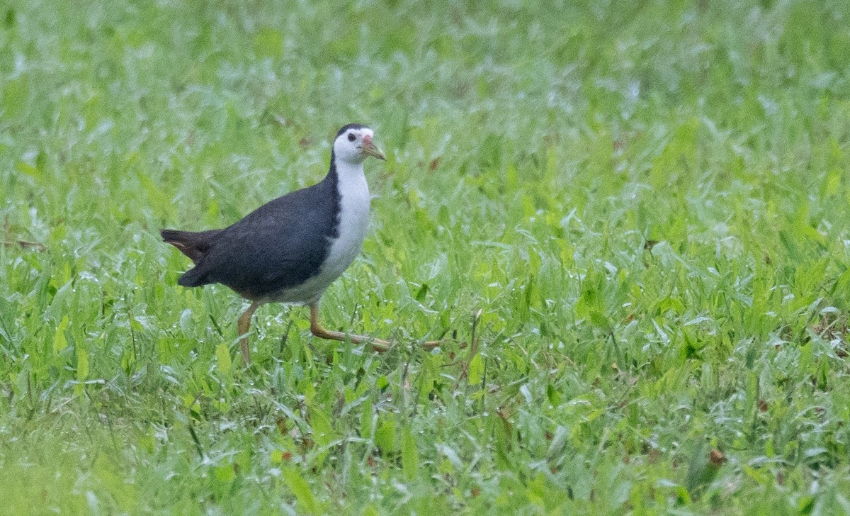 White-breasted Waterhen - ML613061148