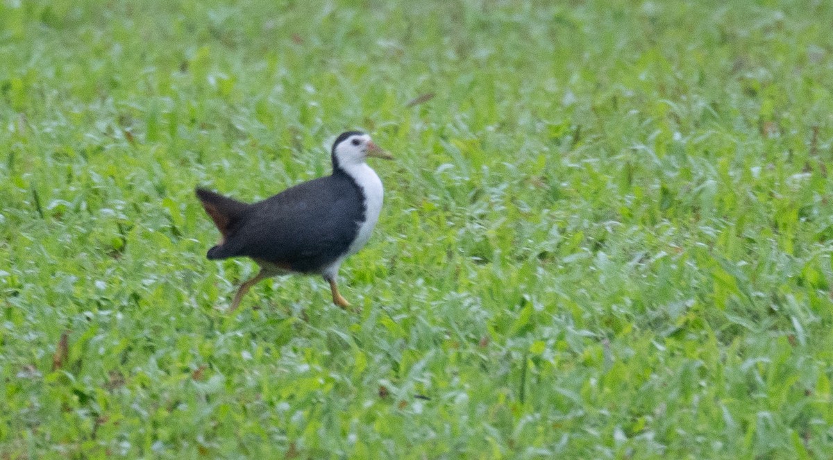 White-breasted Waterhen - Kevin Gong