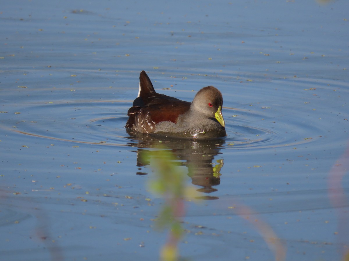 Spot-flanked Gallinule - Nelson Contardo