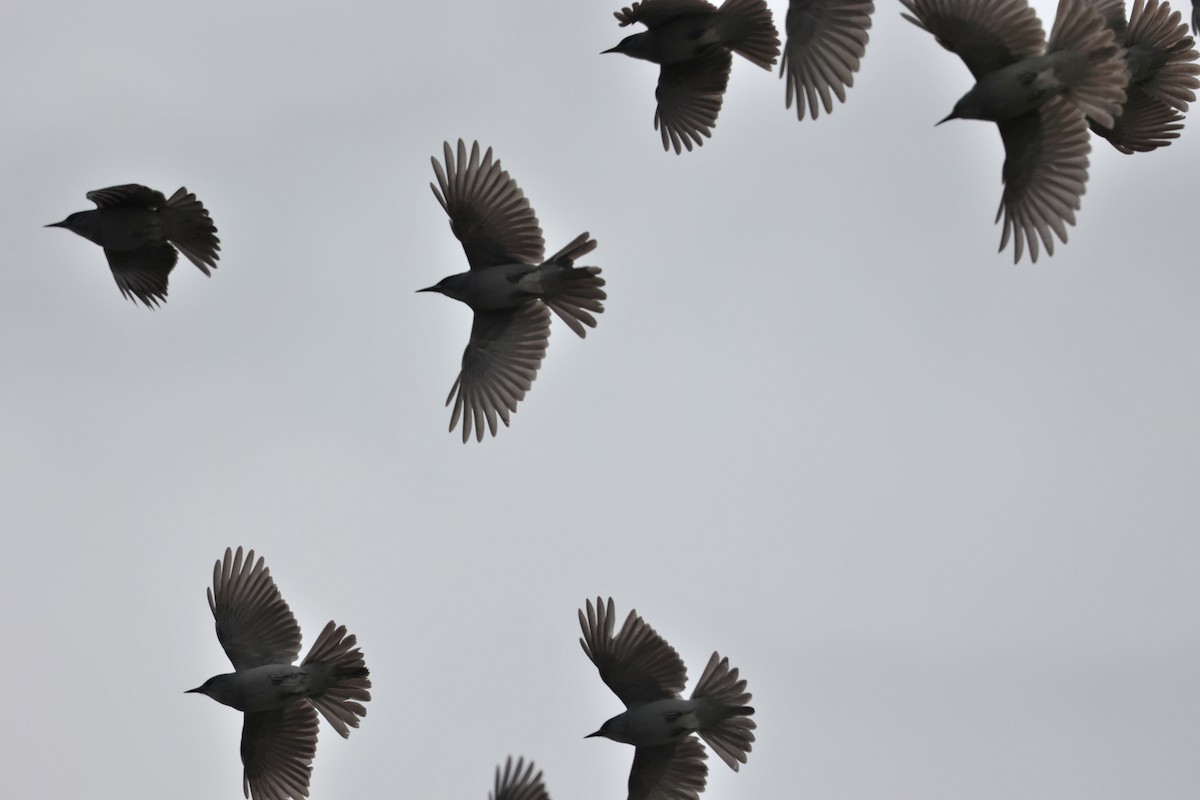 Pinyon Jay - Mary McGreal