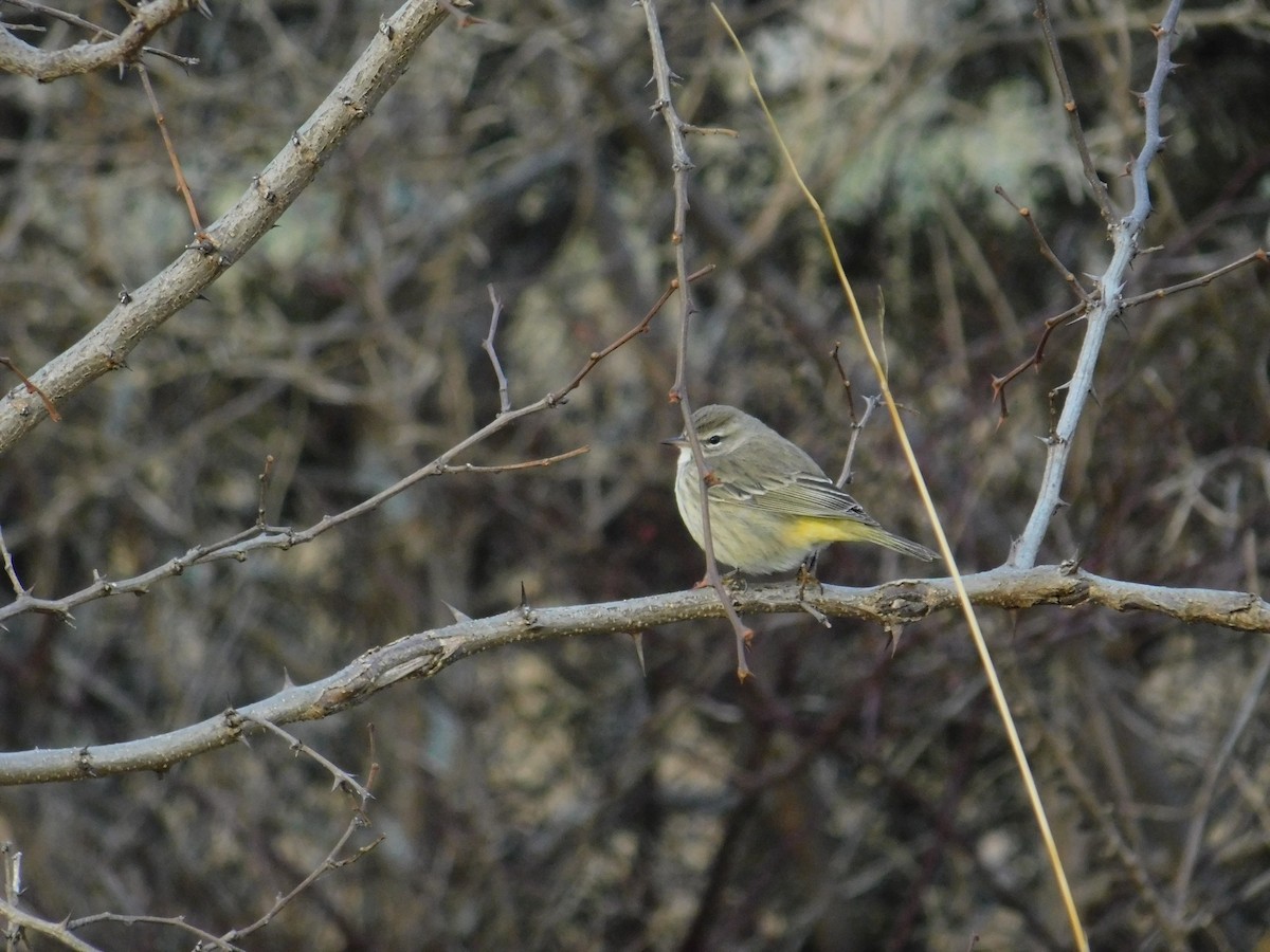 lesňáček bažinný (ssp. palmarum) - ML613061373