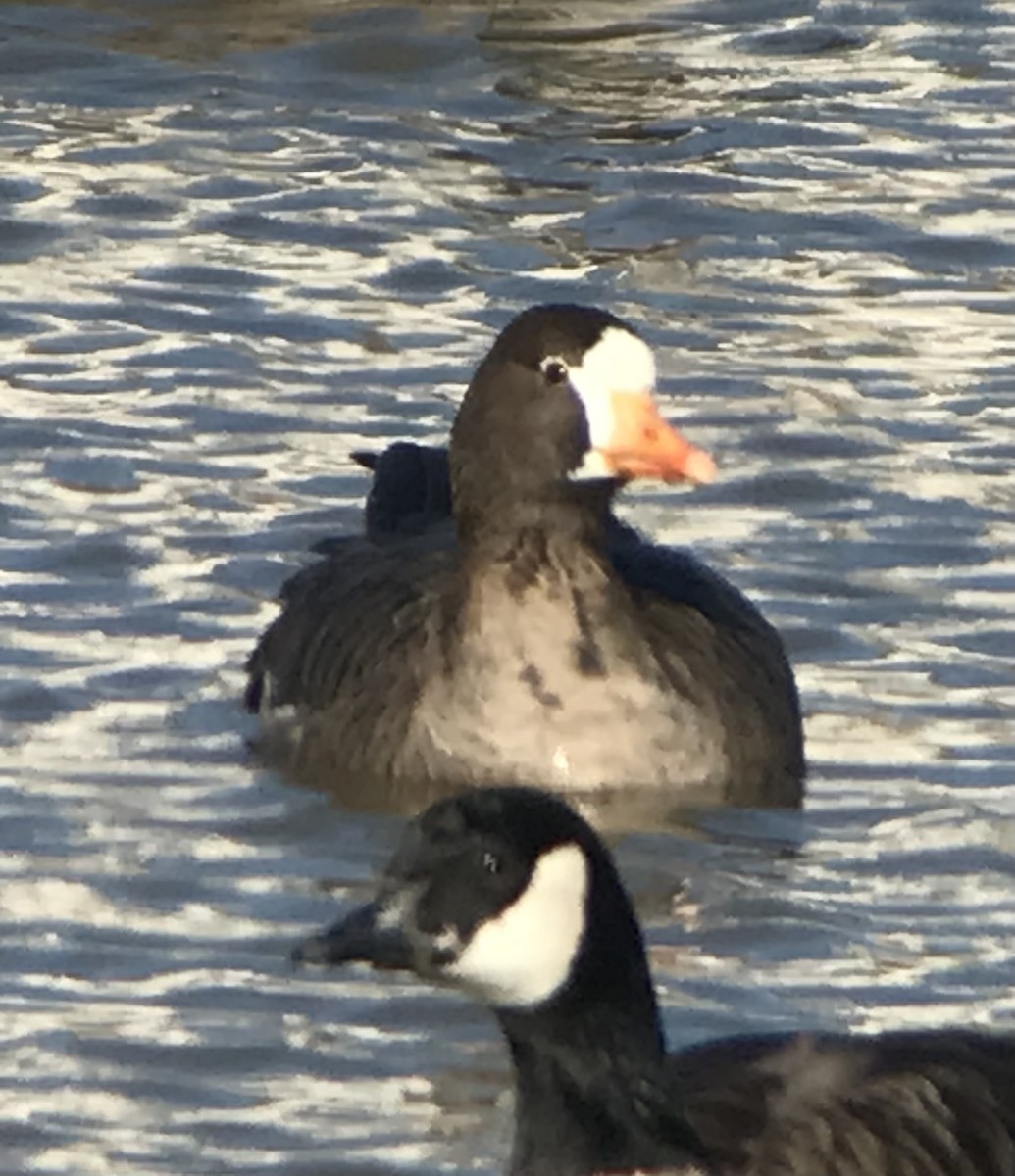 Greater White-fronted Goose - ML613061420