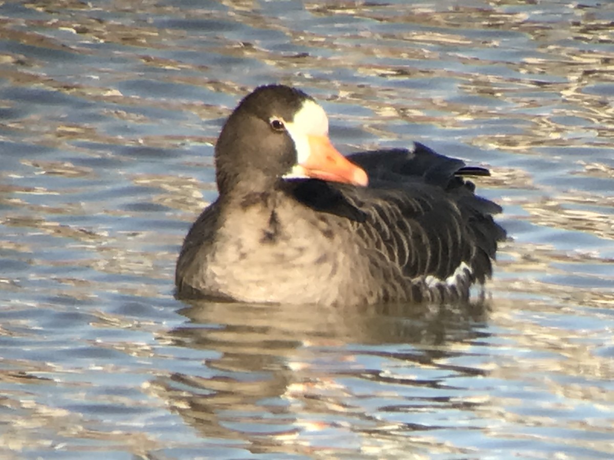 Greater White-fronted Goose - ML613061422