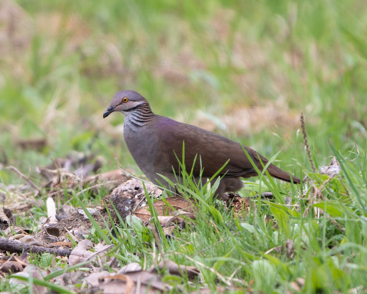 White-throated Quail-Dove - ML613061515