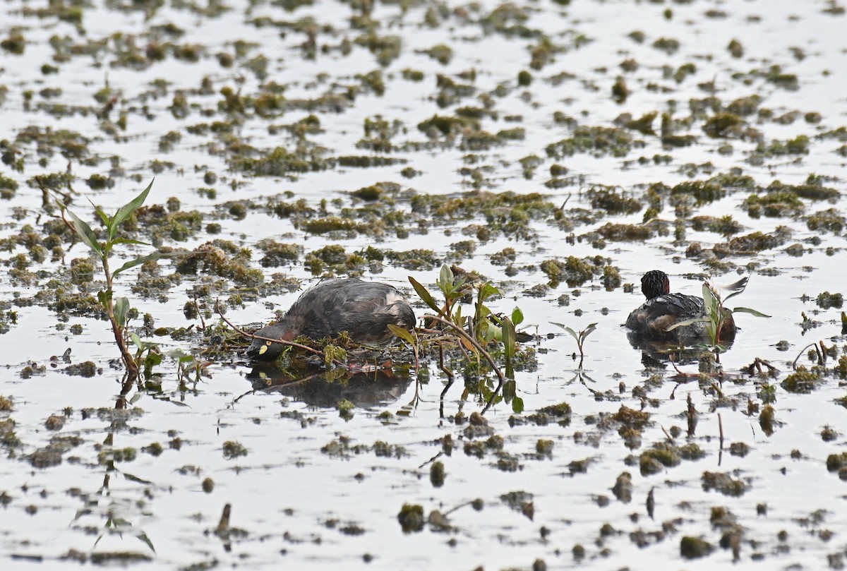 Australasian Grebe - ML613061528