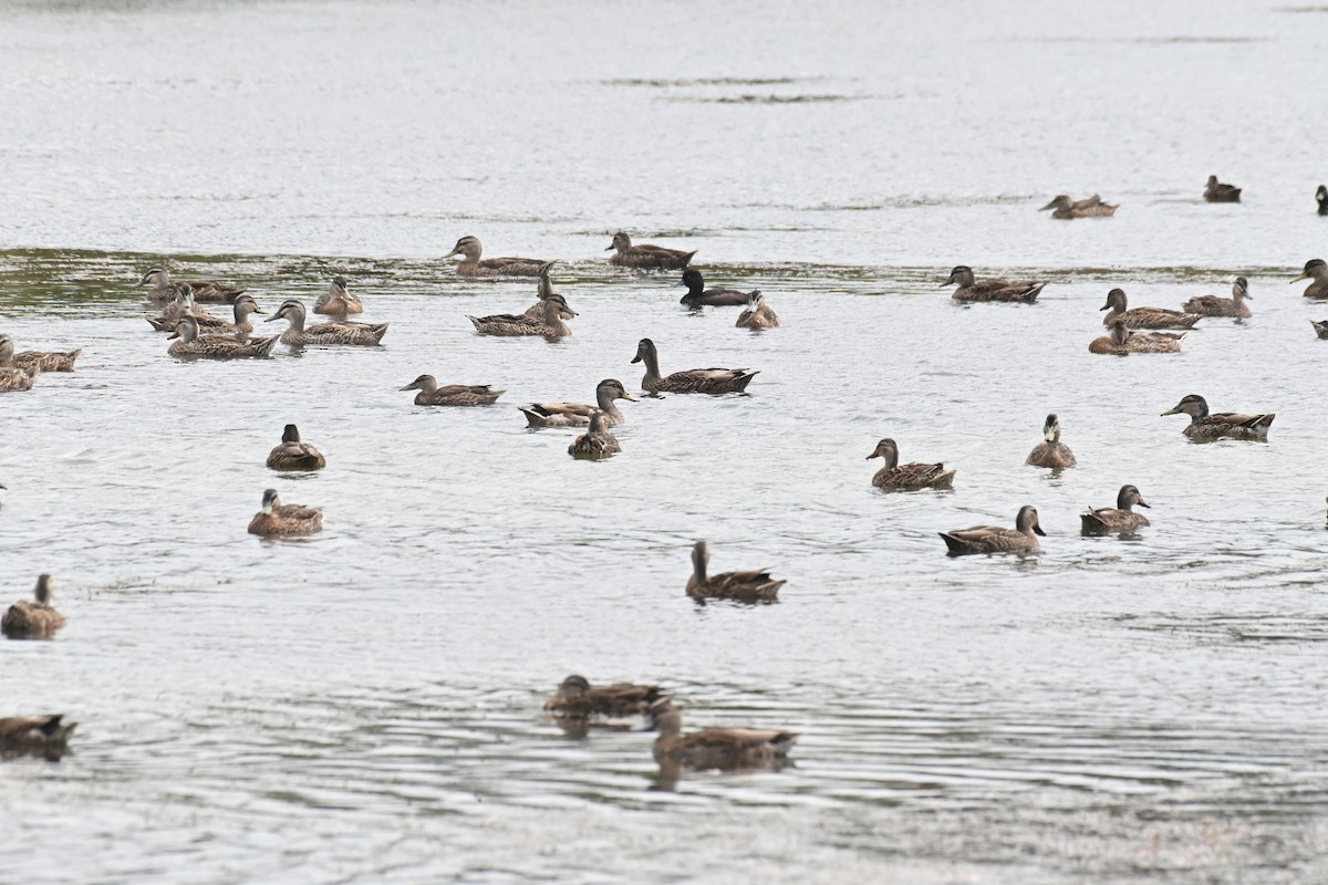 Hybride Canard colvert x C. à sourcils - ML613061538