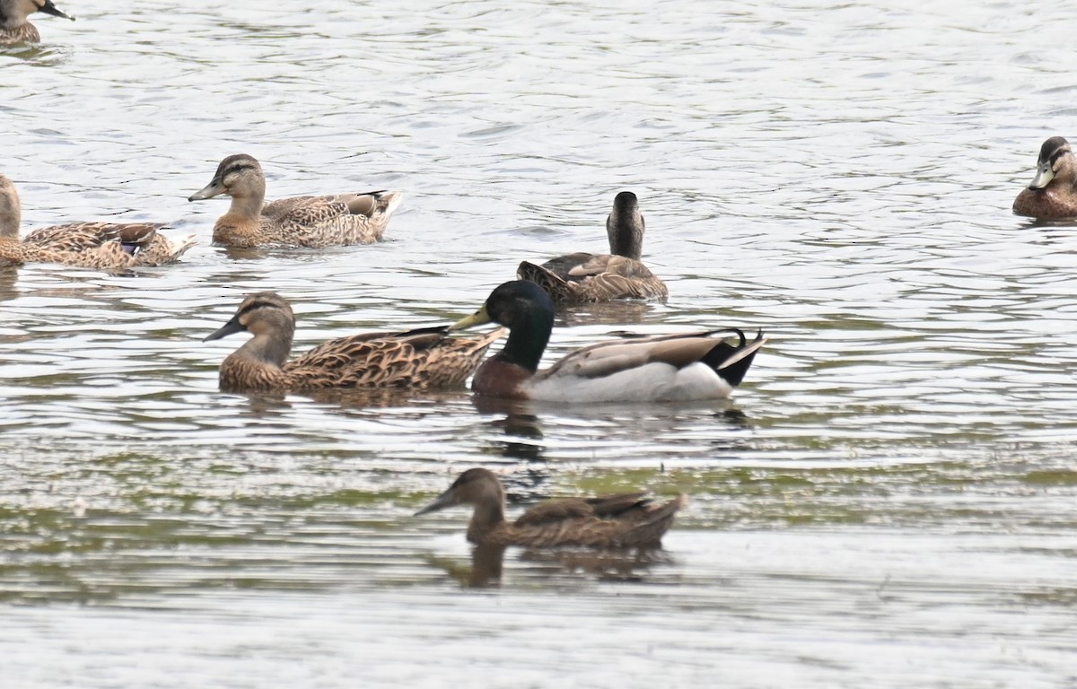 Canard colvert - ML613061540