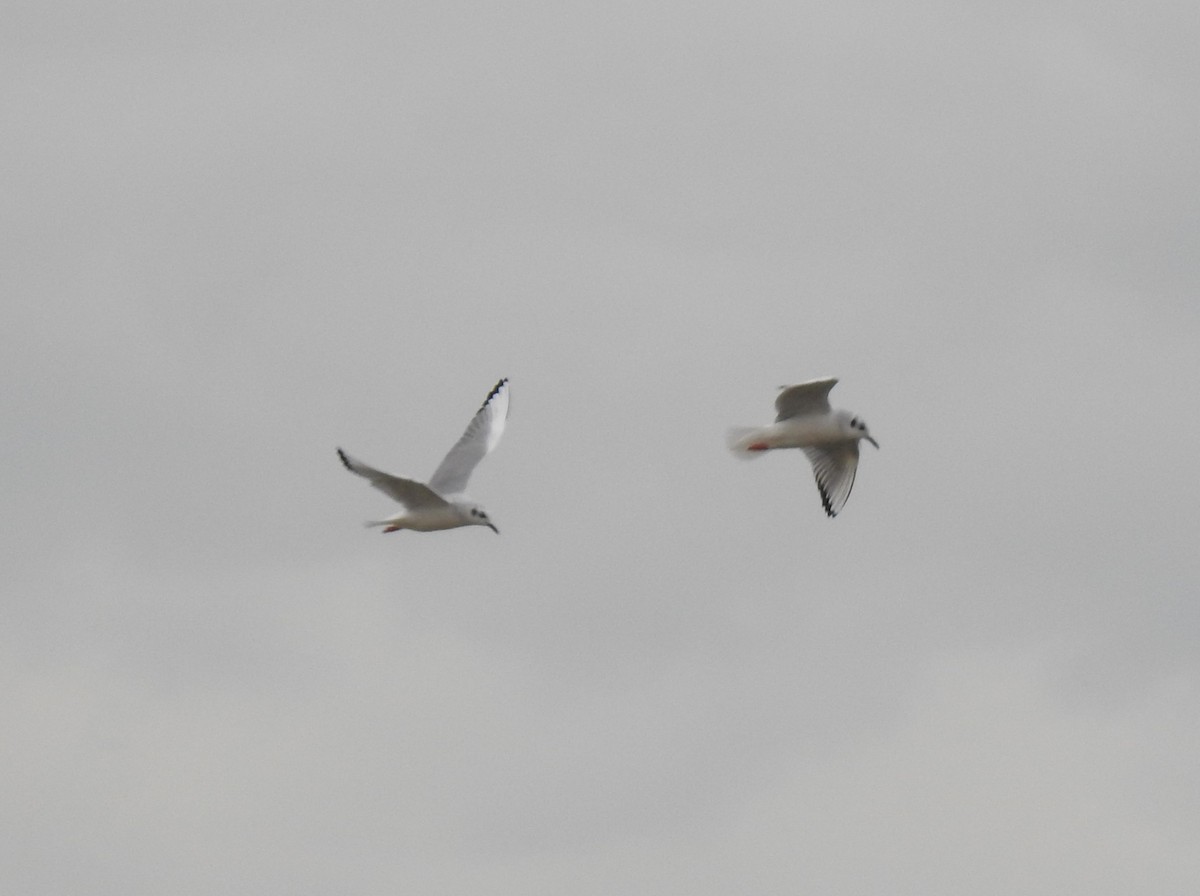 Bonaparte's Gull - Nancy Douglas