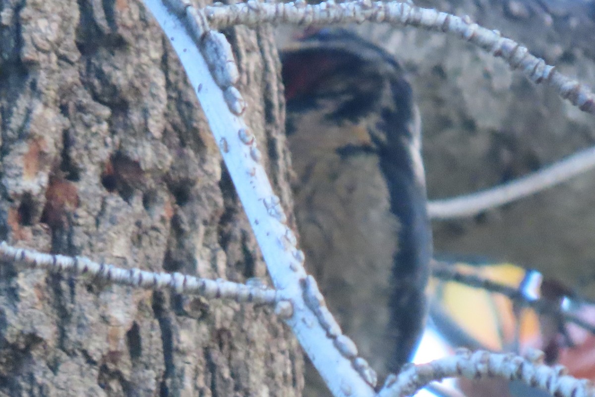 Yellow-bellied/Red-naped Sapsucker - Jim Moore