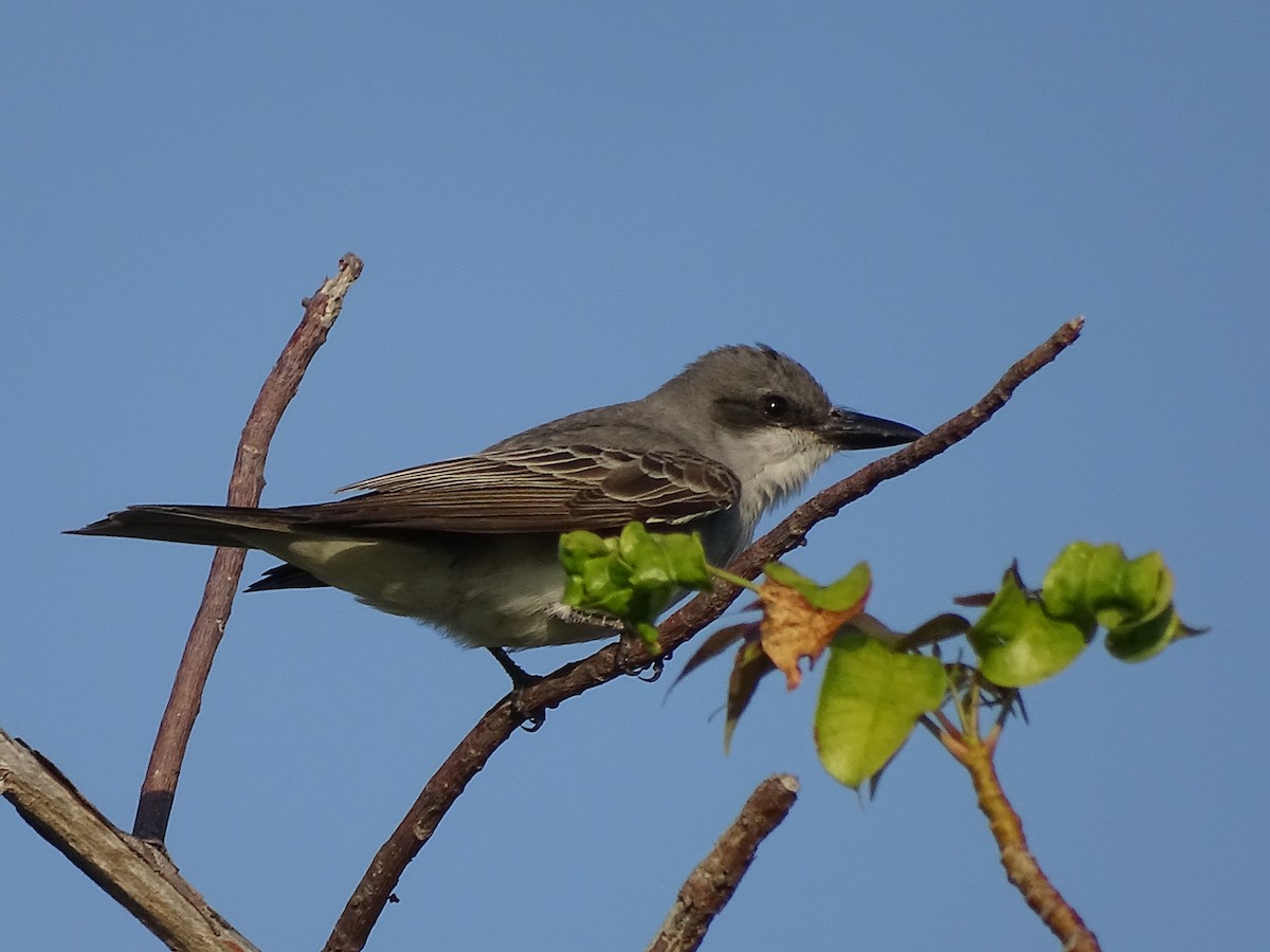 Gray Kingbird - ML613061722