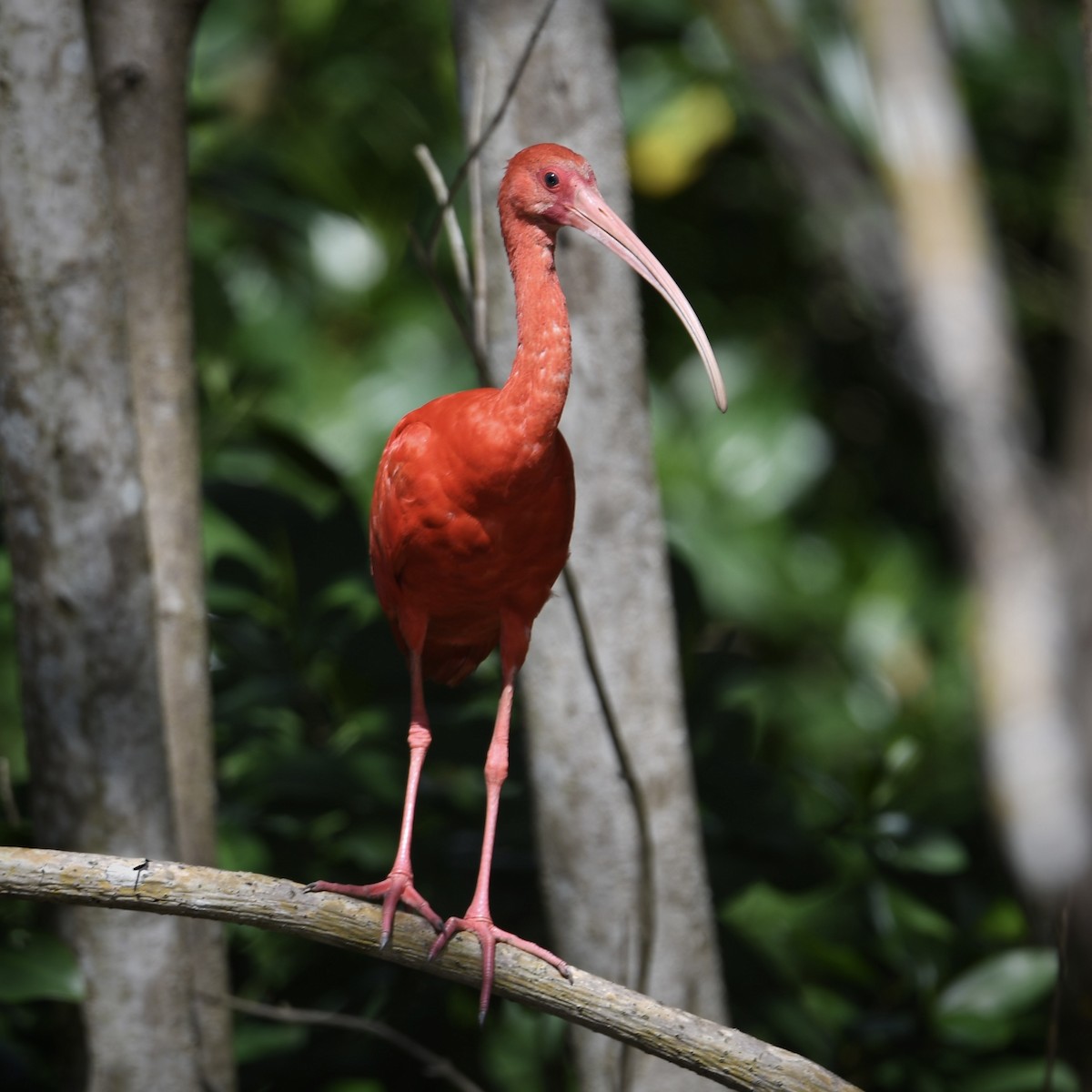 Scarlet Ibis - ML613061730