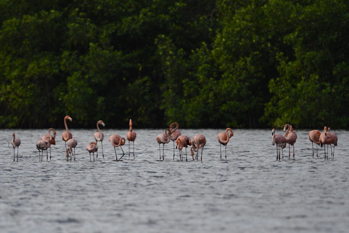 American Flamingo - ML613061742