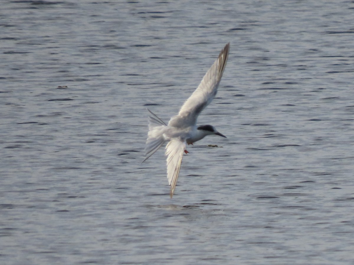 Common Tern - ML613061748