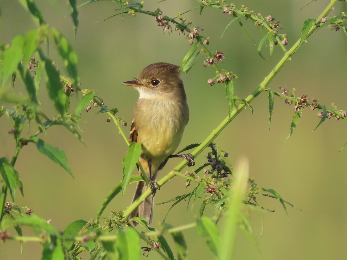 White-throated Flycatcher - ML613061770