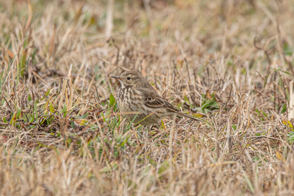 American Pipit - ML613061788