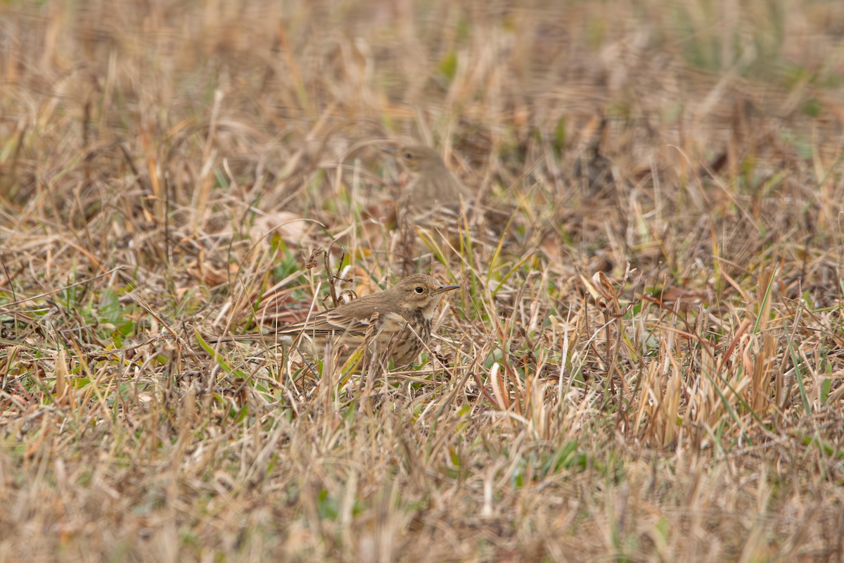 American Pipit - ML613061789