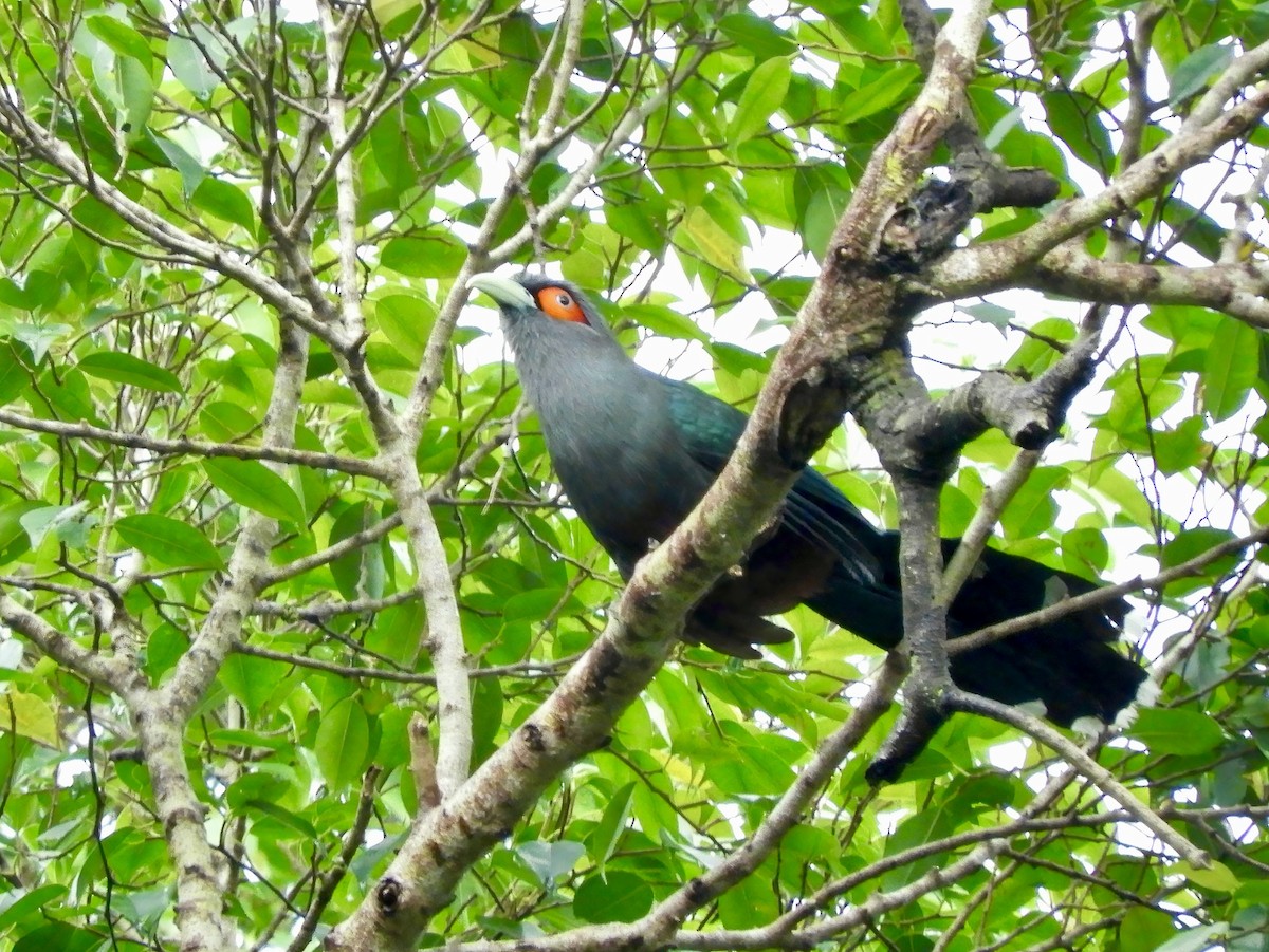 Chestnut-bellied Malkoha - ML613062006