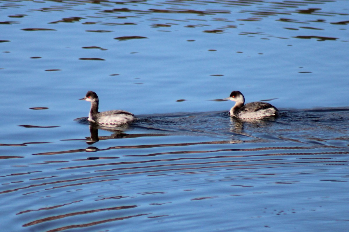 Eared Grebe - ML613062030