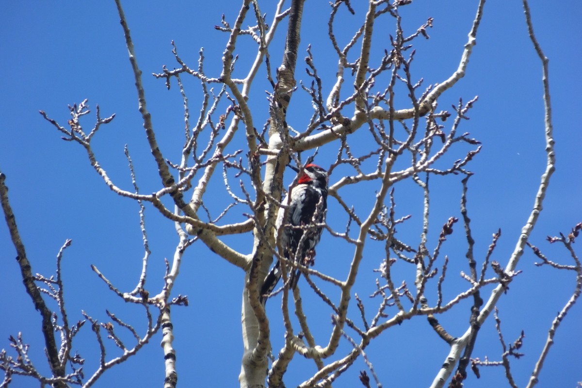 Red-naped Sapsucker - ML613062062