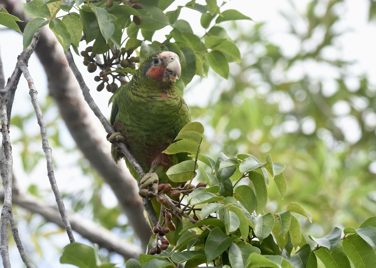 Cuban Parrot (Cayman Is.) - ML613062072
