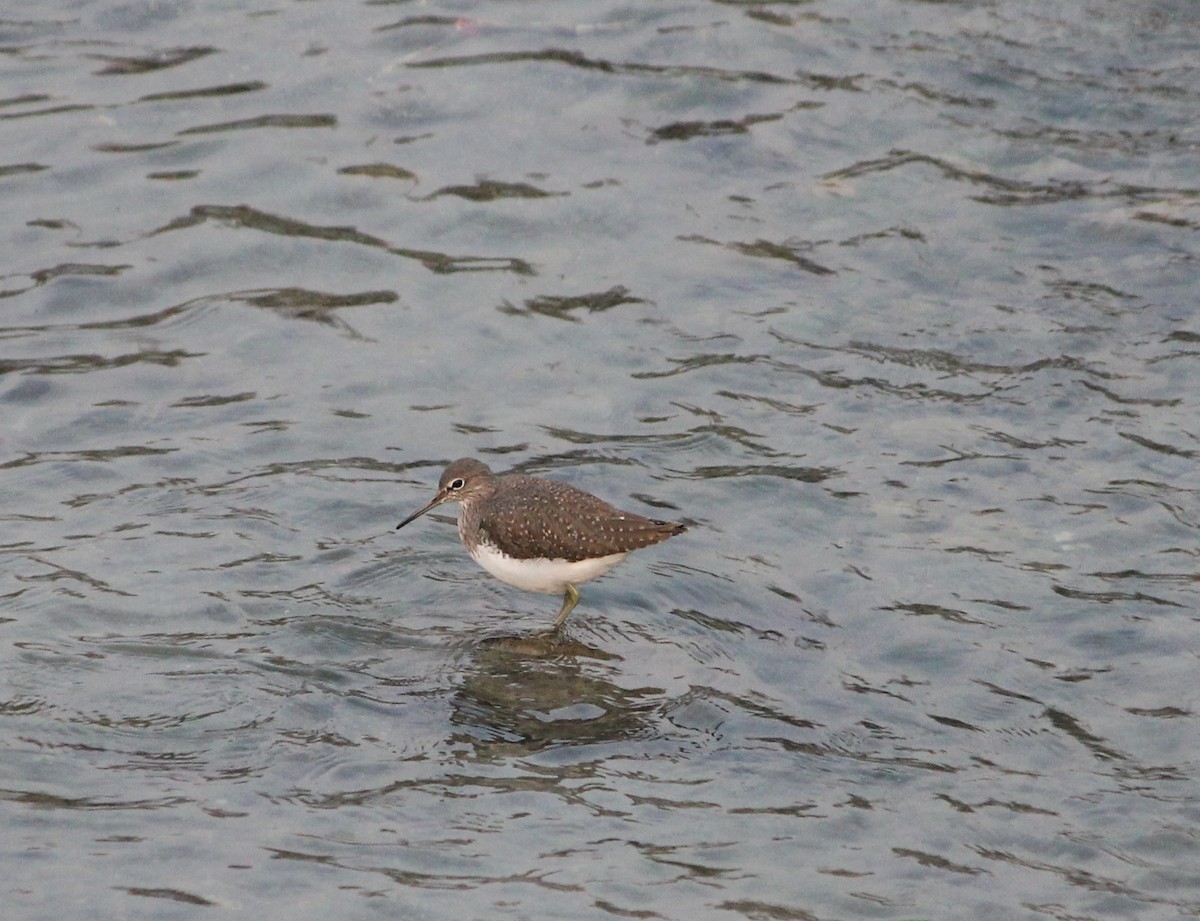 Green Sandpiper - ML613062125