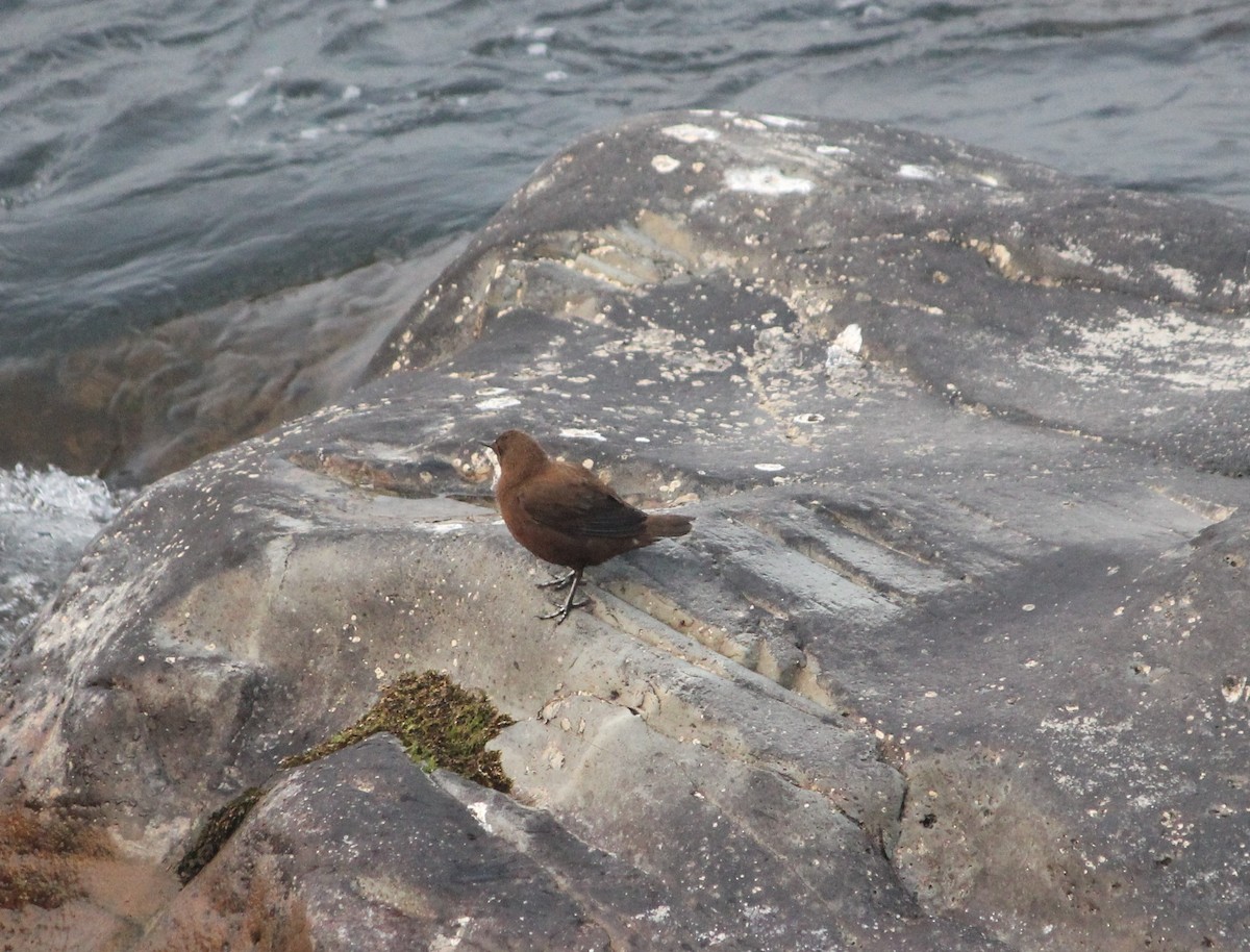 Brown Dipper - ML613062147