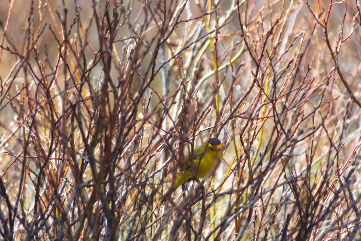 Wilson's Warbler - ML613062152