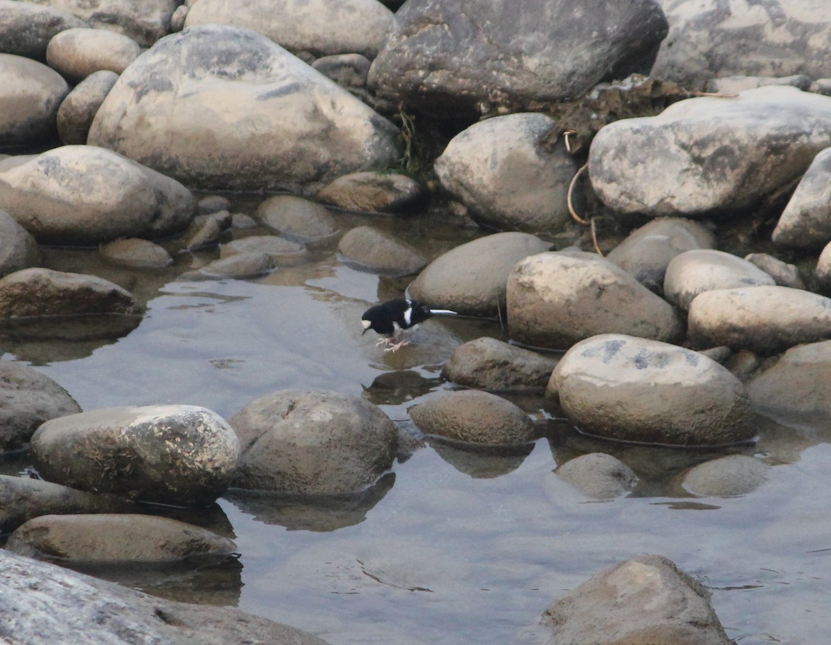 Little Forktail - ML613062155