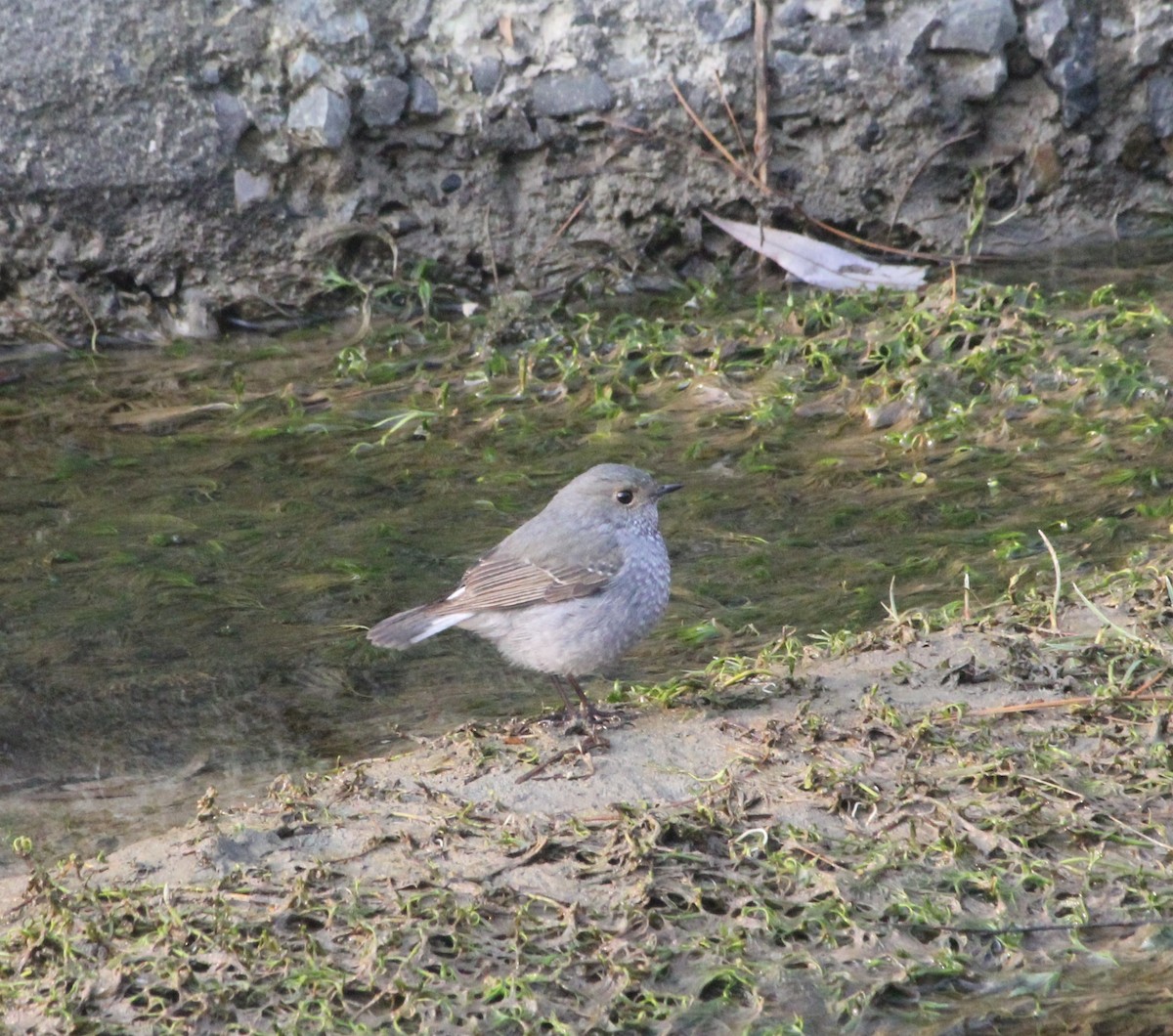 Plumbeous Redstart - ML613062166