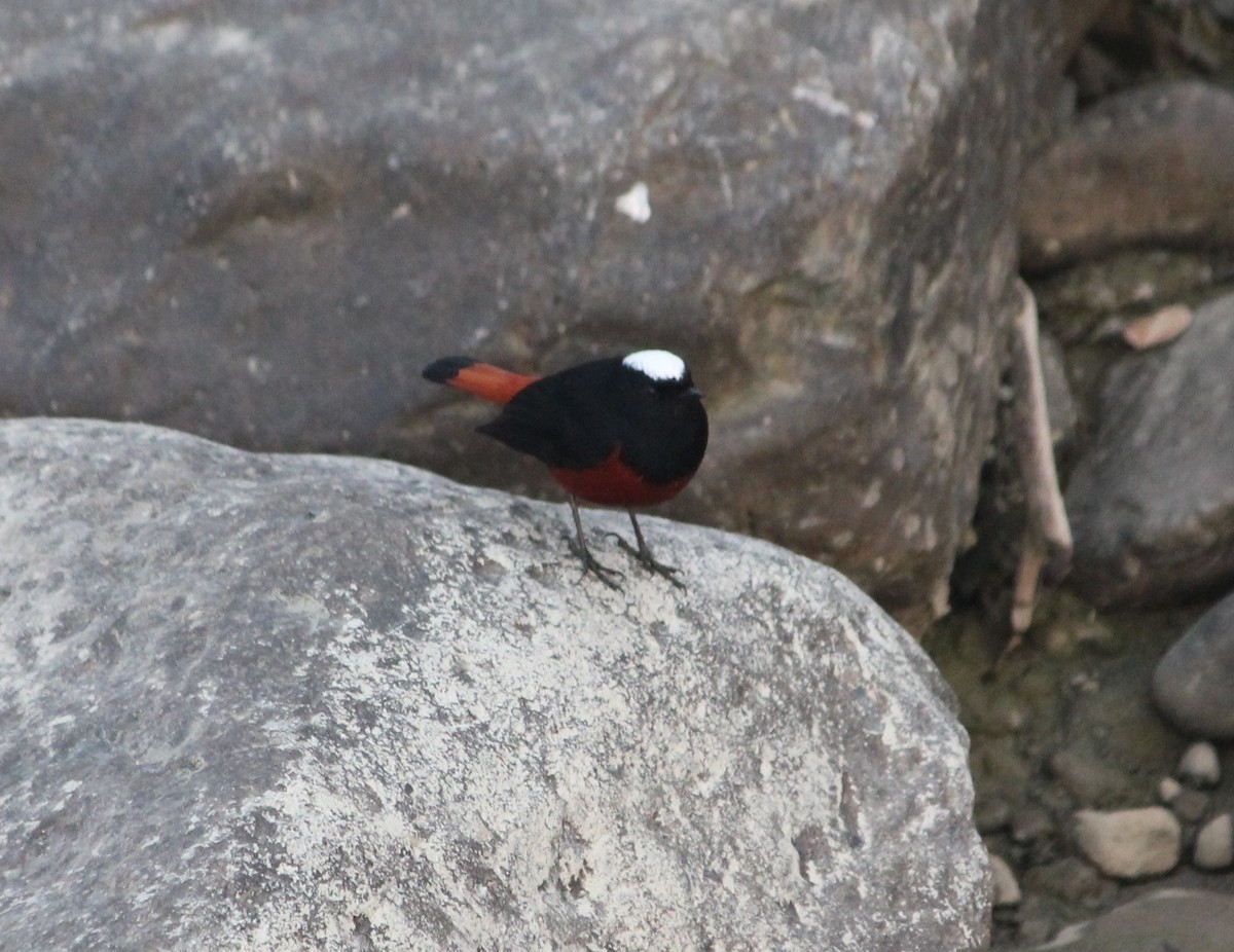 White-capped Redstart - ML613062177