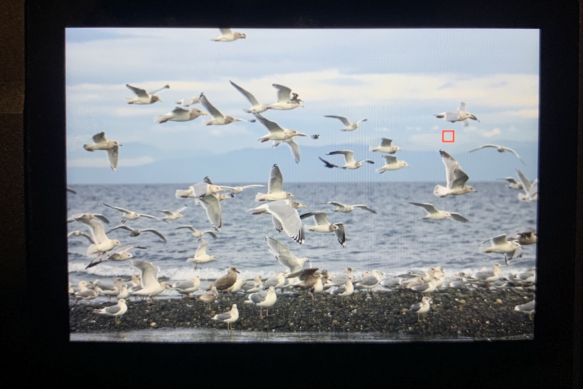 Iceland Gull (Thayer's) - ML613062336