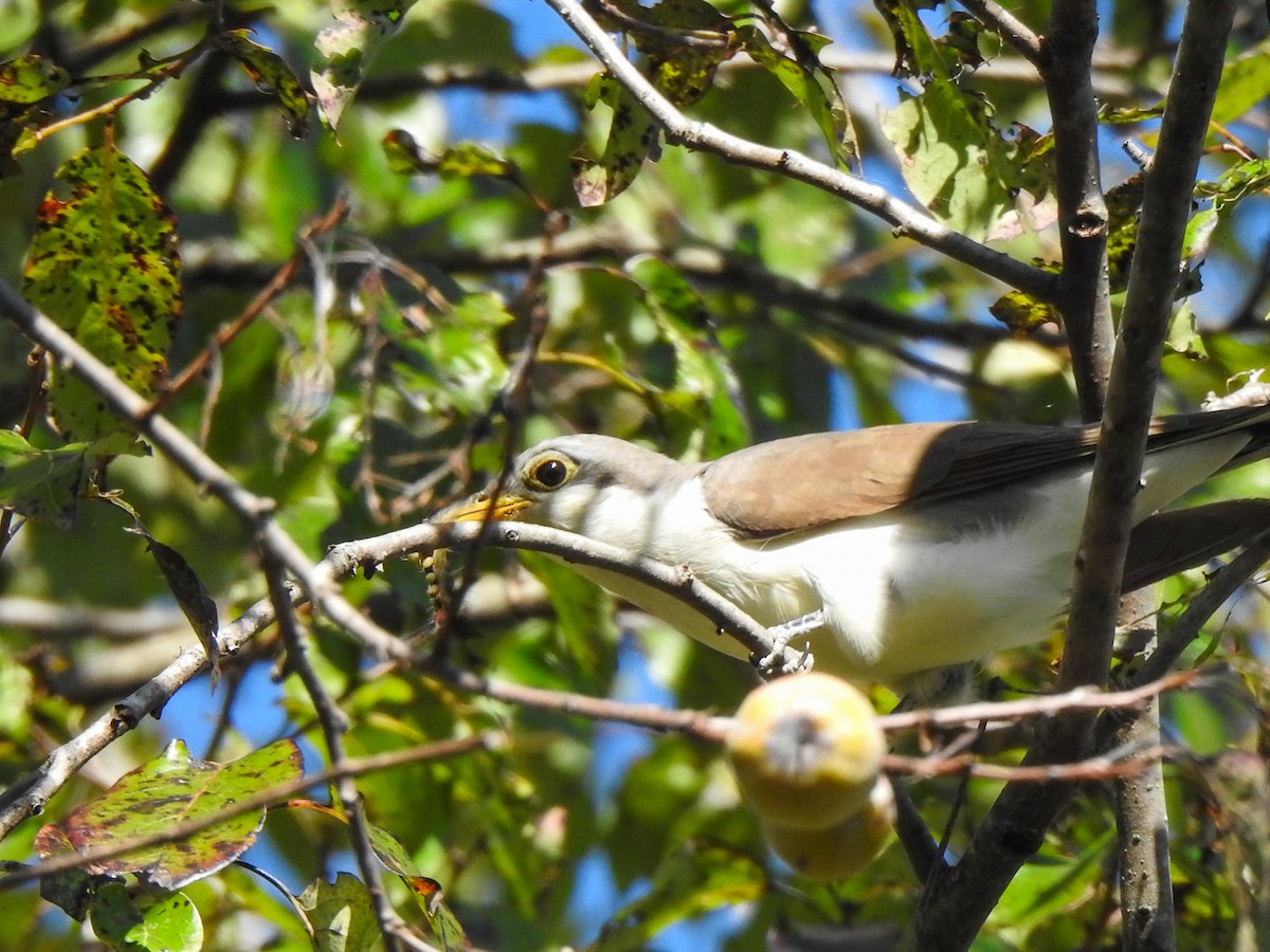 Yellow-billed Cuckoo - ML613062359